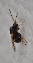 Cynipidae