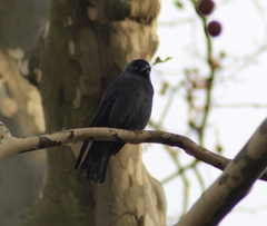Corvus monedula