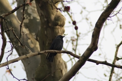 Corvus monedula