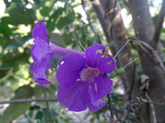 Bignonia neoheterophylla