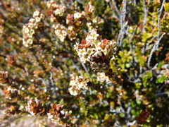 Epacris alpina
