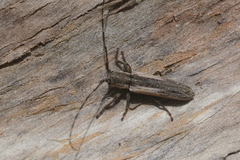 Cacostola
