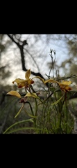 Diuris brumalis