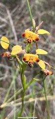 Diuris brumalis