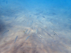 Selar crumenophthalmus