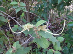 Helicteres baruensis