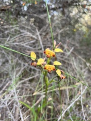 Diuris brumalis