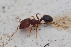 Pheidole crassicornis