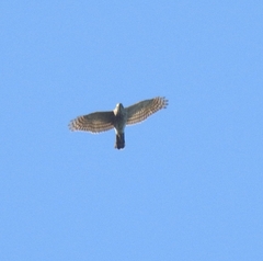 Accipiter soloensis