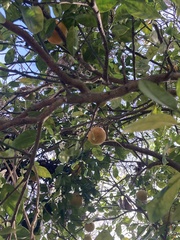 Citrus × aurantium