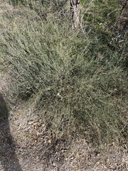 Ephedra antisyphilitica