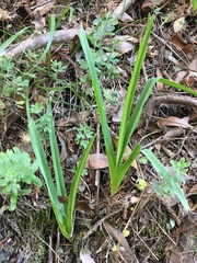 Chlorogalum pomeridianum