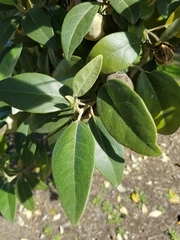 Lagunaria