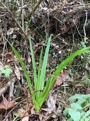 Chlorogalum pomeridianum