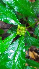 Eumachia guianensis