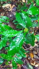 Eumachia guianensis
