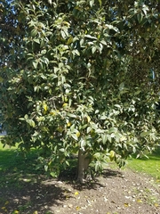 Lagunaria