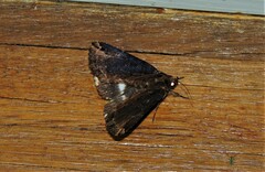 Ercheia dubia