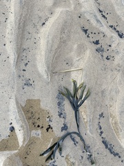 Fucus ceranoides