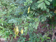 Lonchocarpus