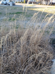Miscanthus sinensis