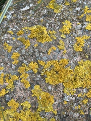 Xanthoria