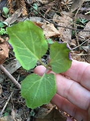 Clinopodium douglasii