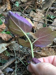 Clinopodium douglasii