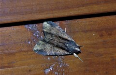 Ercheia dubia