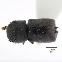 Bostrichidae