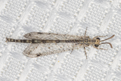 Scotoleon minutus