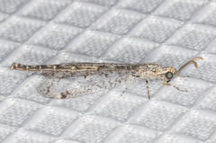 Scotoleon minutus