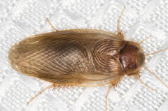 Eremoblatta subdiaphana