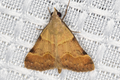 Hemeroplanis incusalis