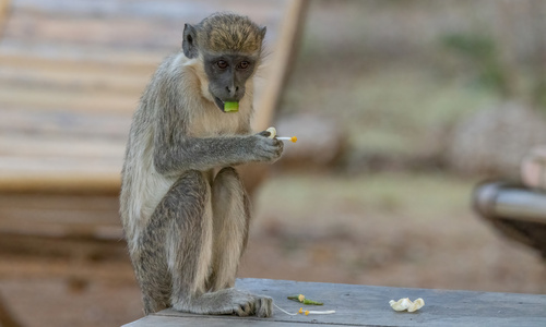 Green Monkey
