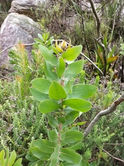 Protea aurea aurea