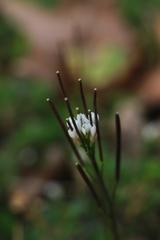 Cardamine hirsuta
