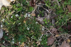 Cardamine hirsuta