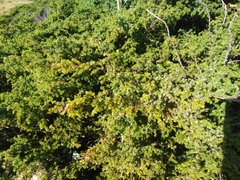 Juniperus brevifolia