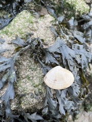 Mactra stultorum