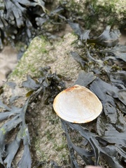 Mactra stultorum