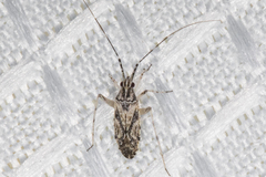 Phytocoris pulchricollis