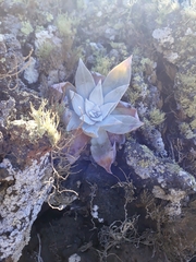 Dudleya anthonyi