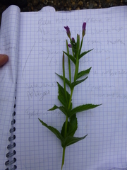 Epilobium alpestre