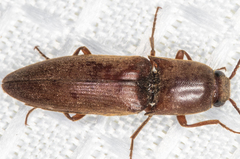Diplostethus opacicollis