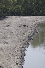 Varanus salvator