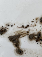 Clitellio arenarius
