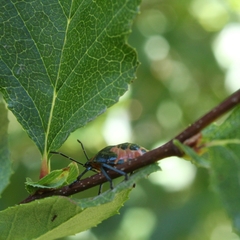 Brontocoris nigrolimbatus