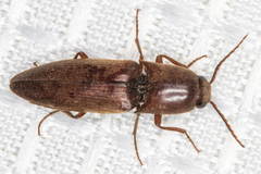 Diplostethus opacicollis