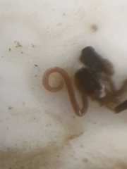 Clitellio arenarius